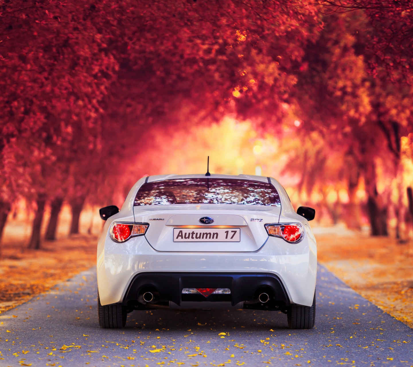 Subaru Car In Autumn