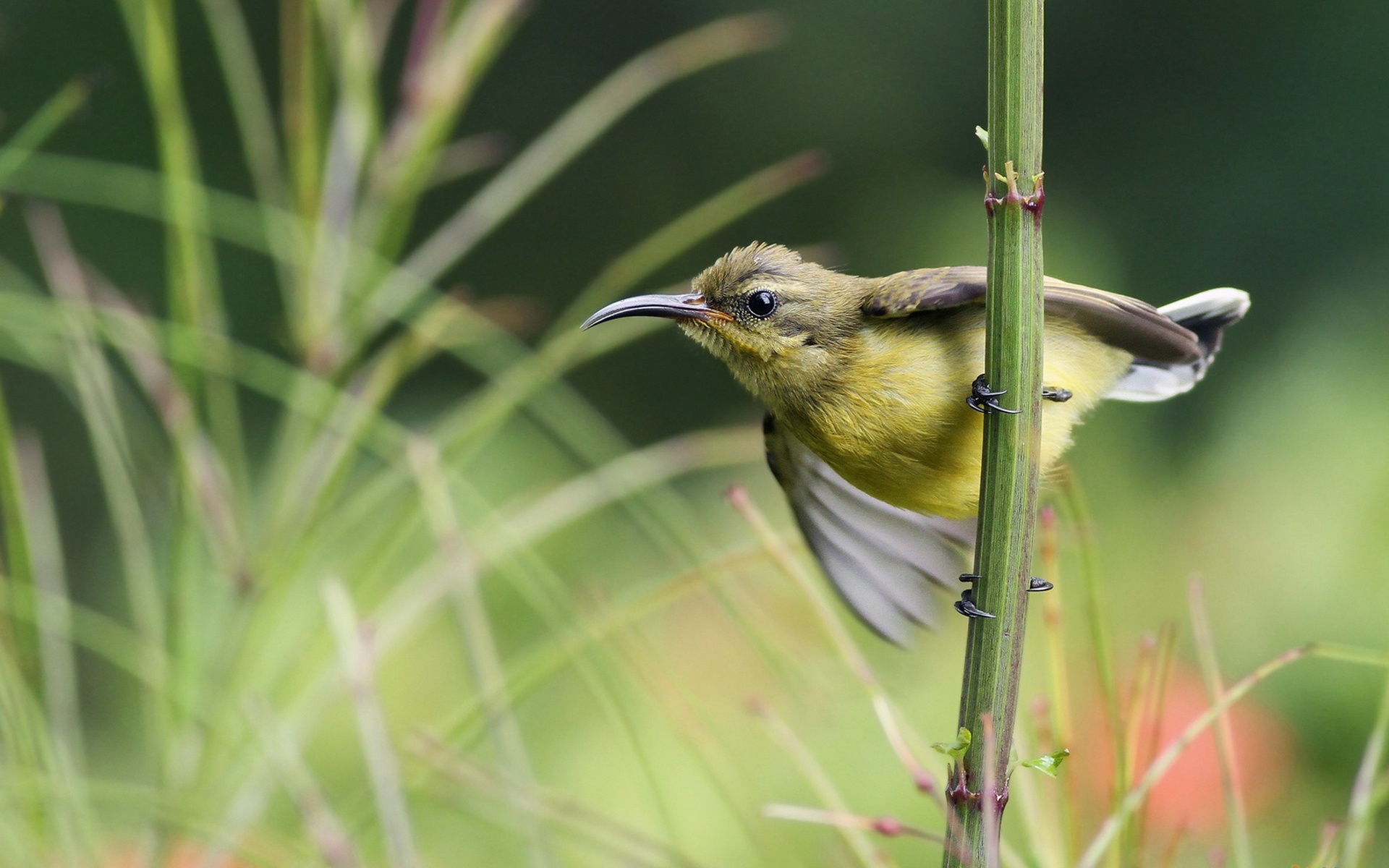 Sunbird On Branch