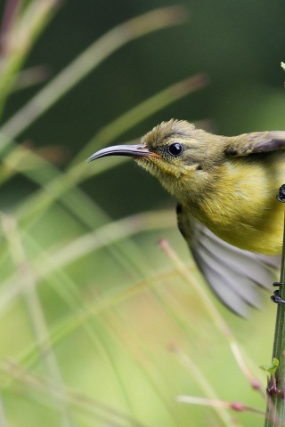 Sunbird On Branch