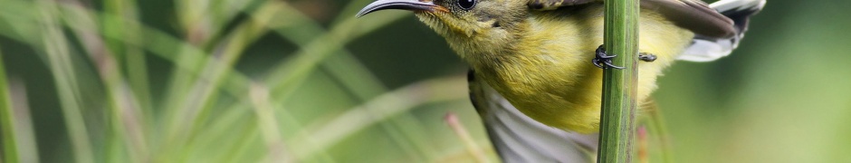 Sunbird On Branch