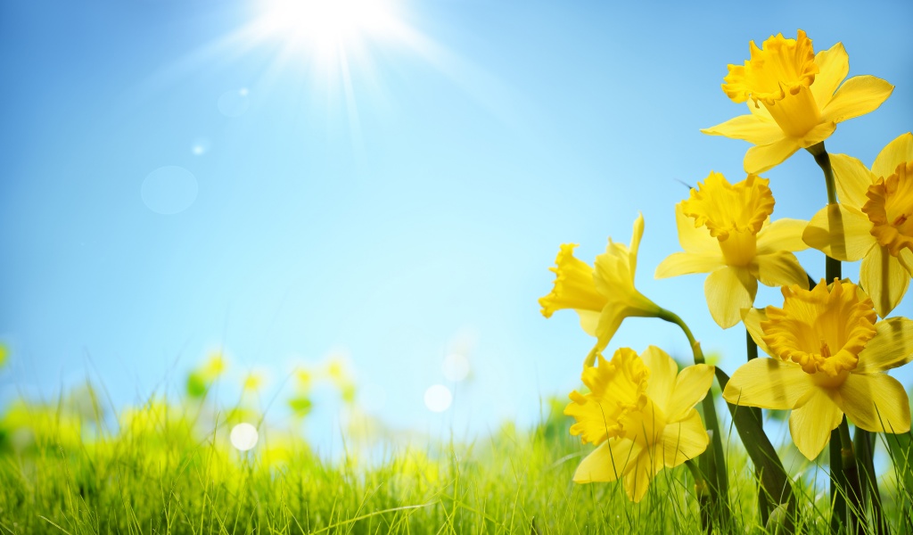 Sunlight And Yellow Flowers