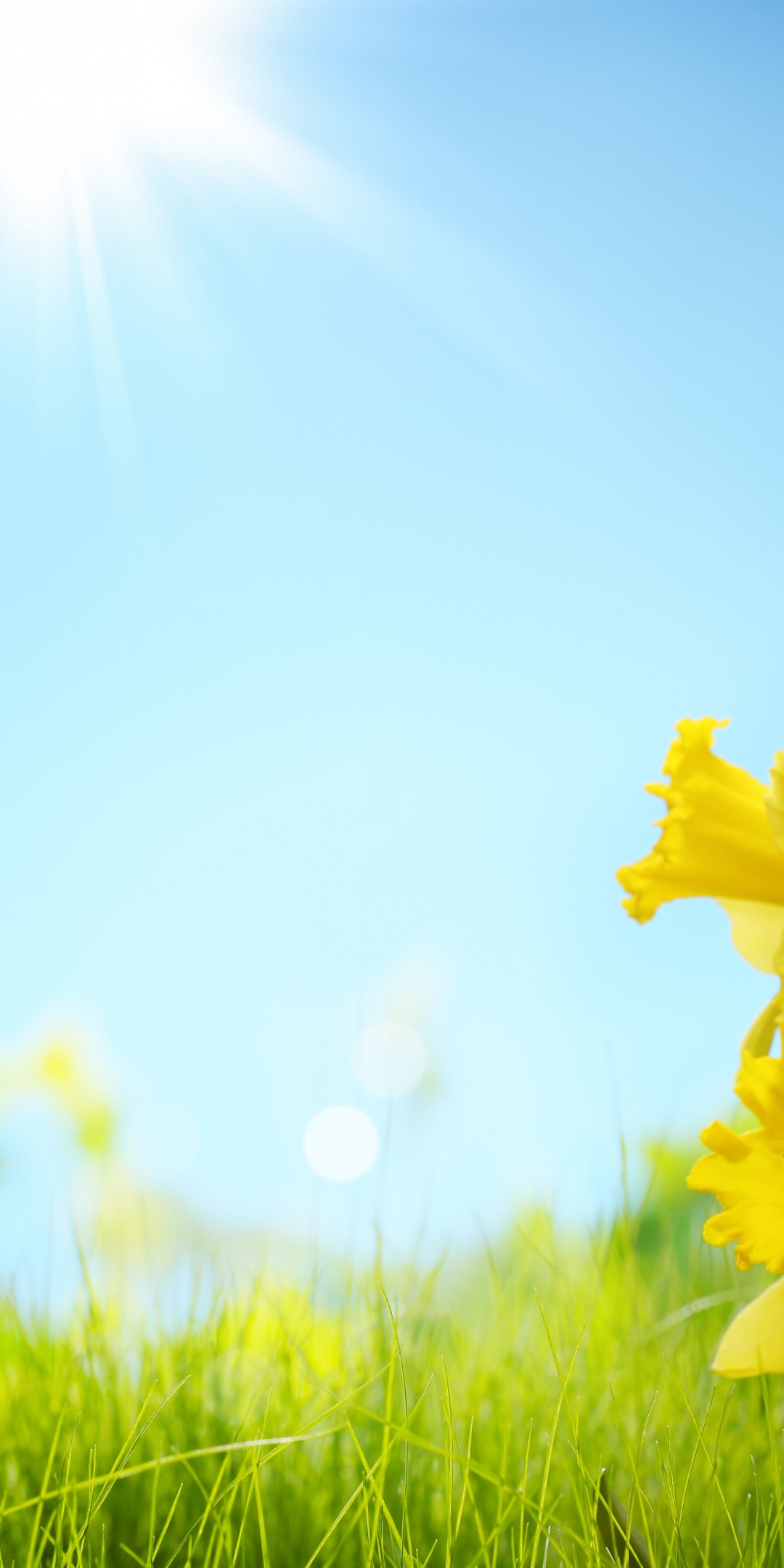 Sunlight And Yellow Flowers