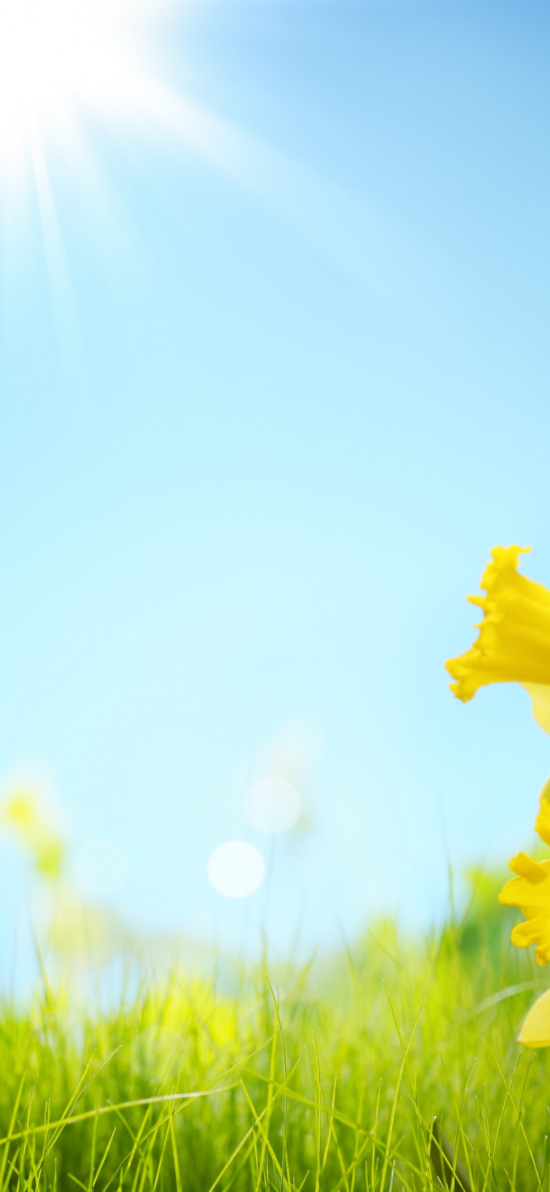 Sunlight And Yellow Flowers