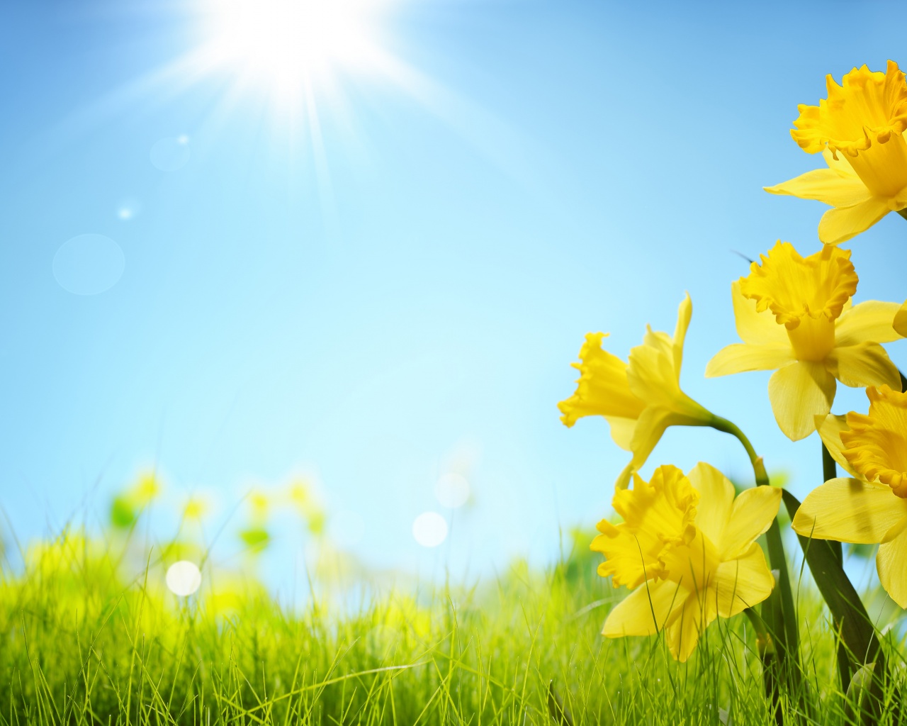 Sunlight And Yellow Flowers