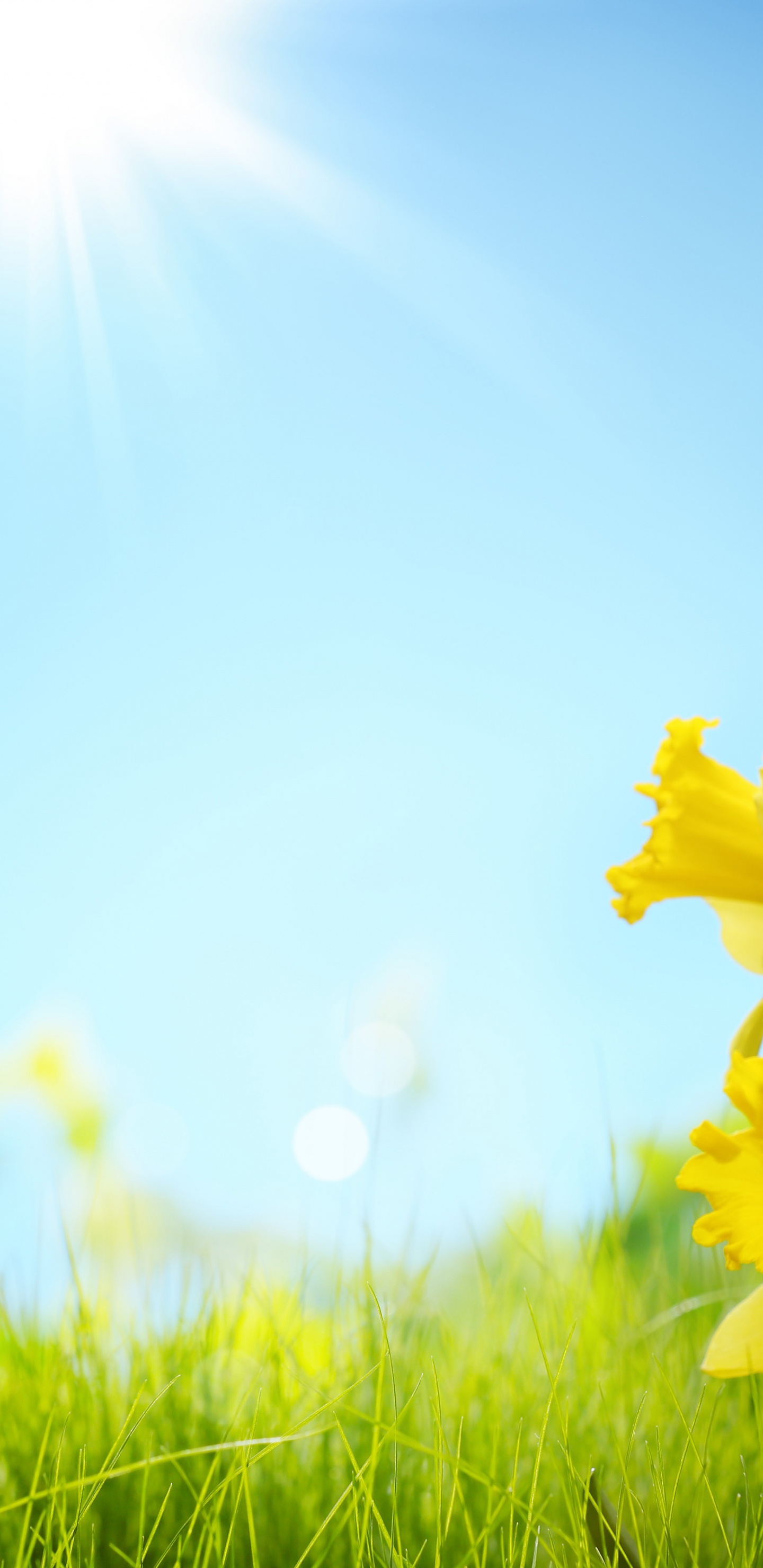 Sunlight And Yellow Flowers