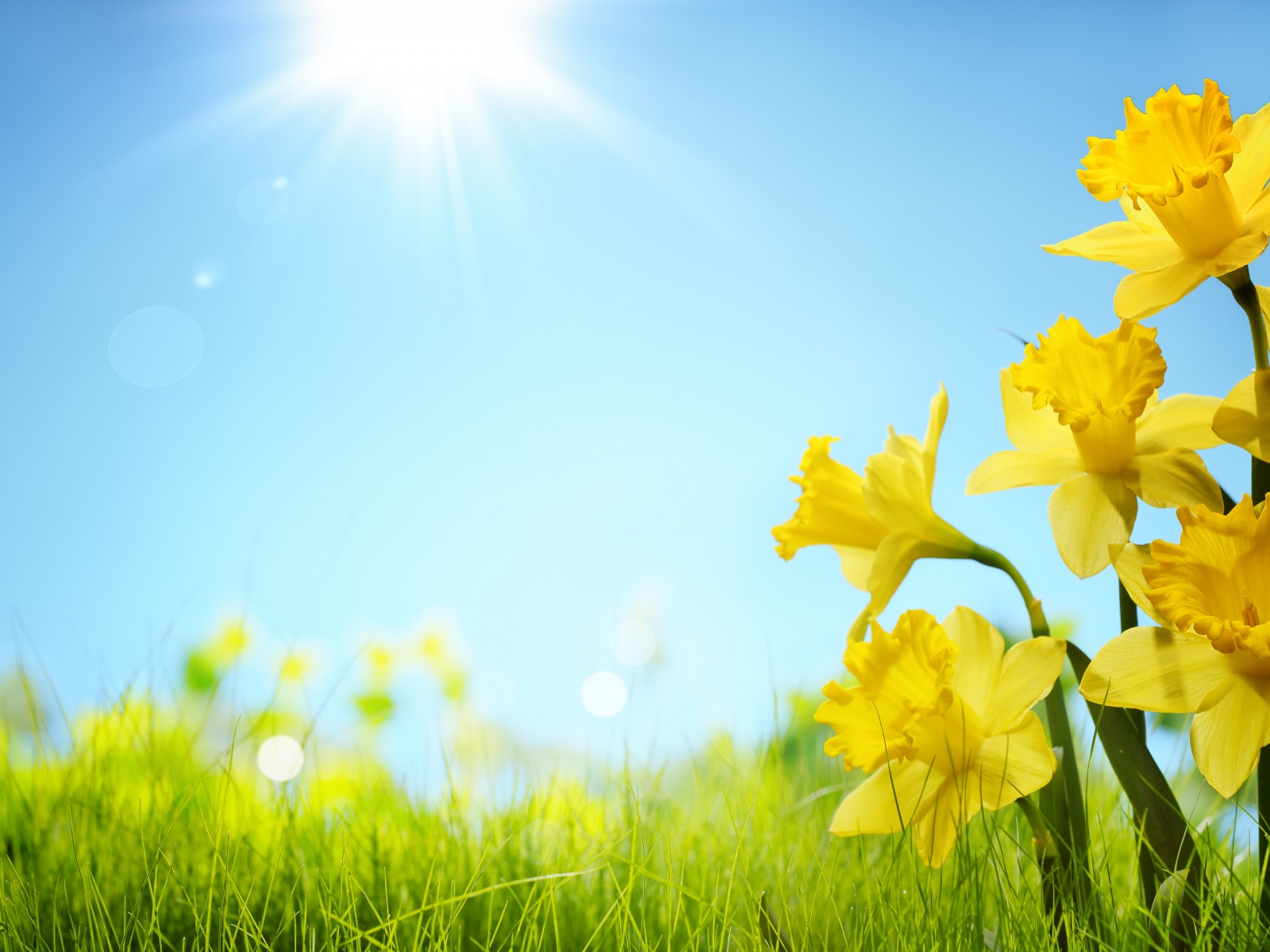 Sunlight And Yellow Flowers