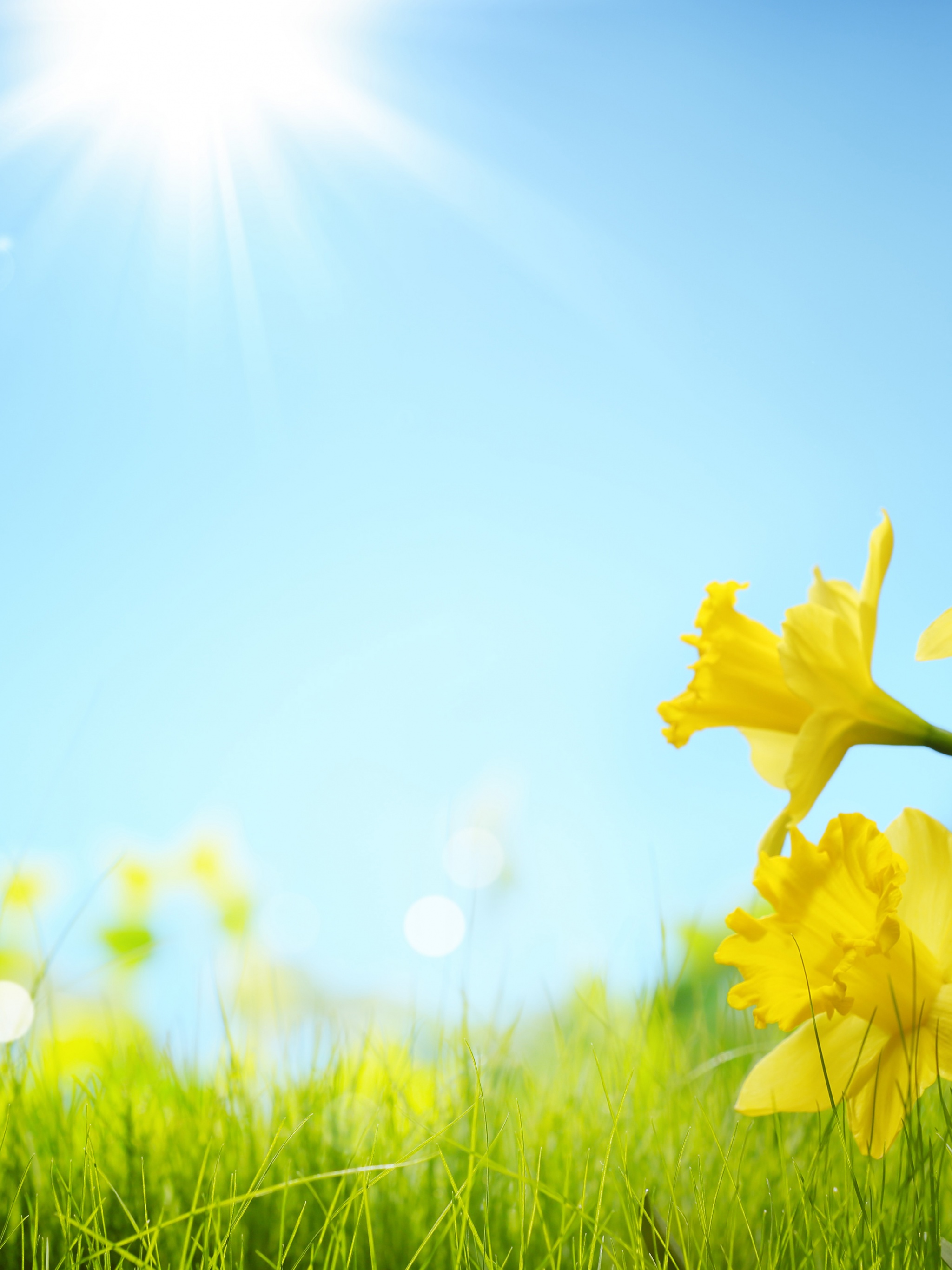 Sunlight And Yellow Flowers