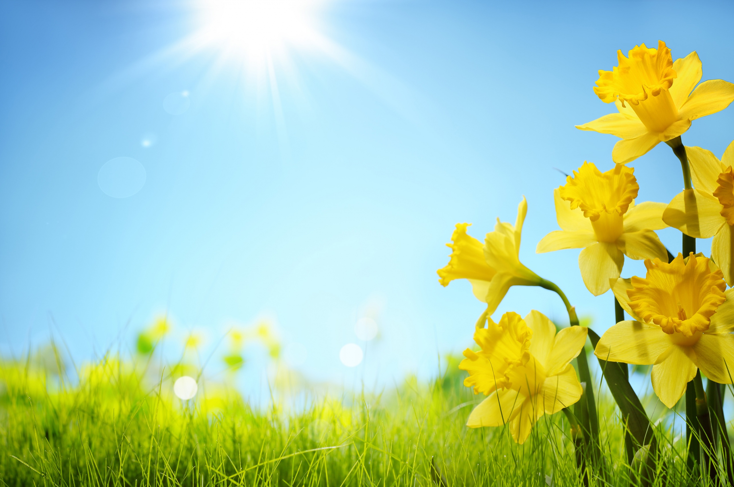 Sunlight And Yellow Flowers