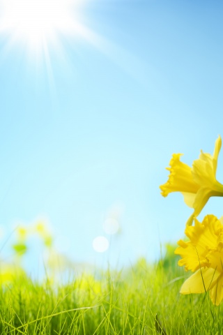 Sunlight And Yellow Flowers