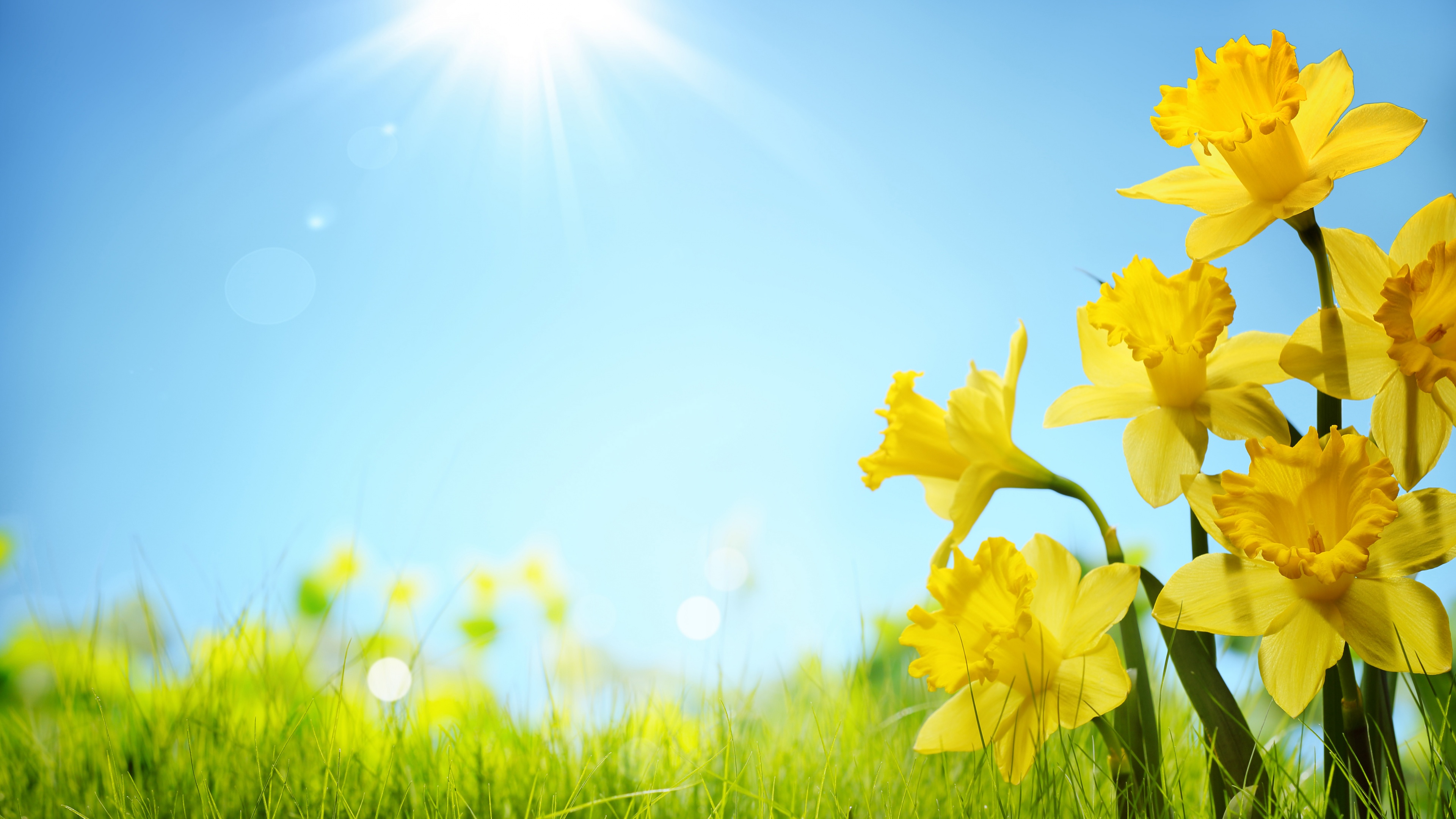 Sunlight And Yellow Flowers