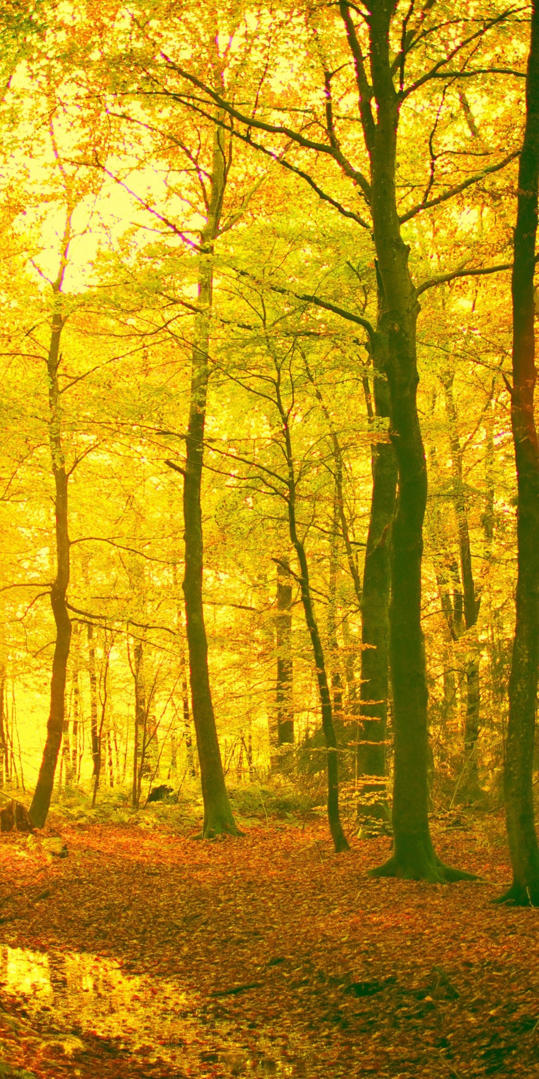 Sunlight In The Autumn Forest