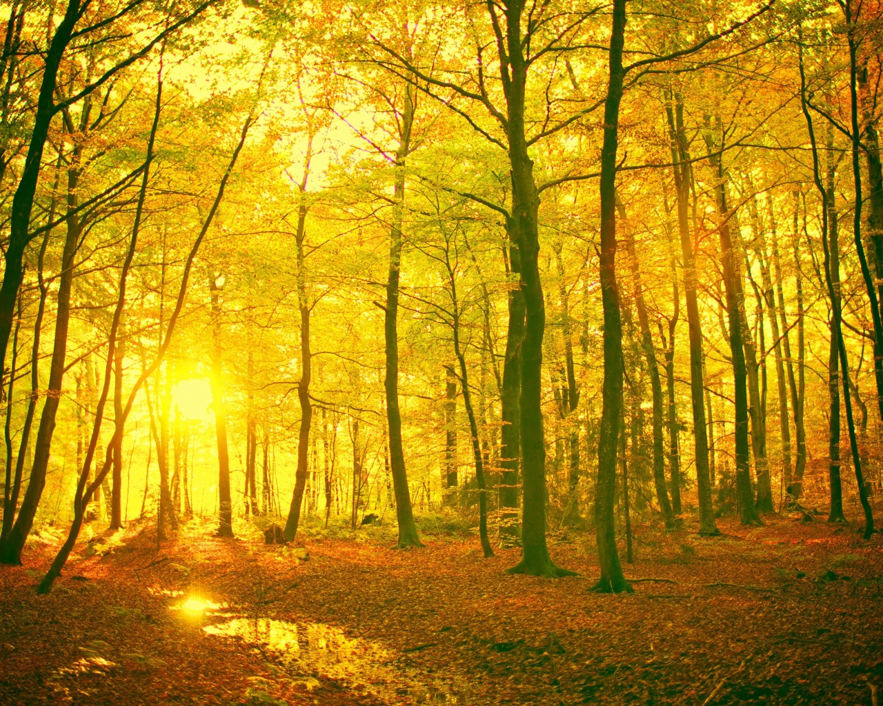 Sunlight In The Autumn Forest