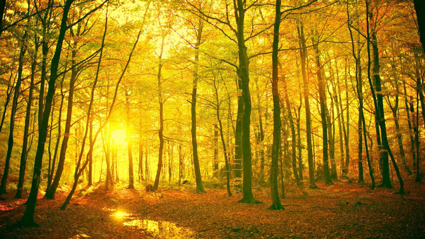 Sunlight In The Autumn Forest