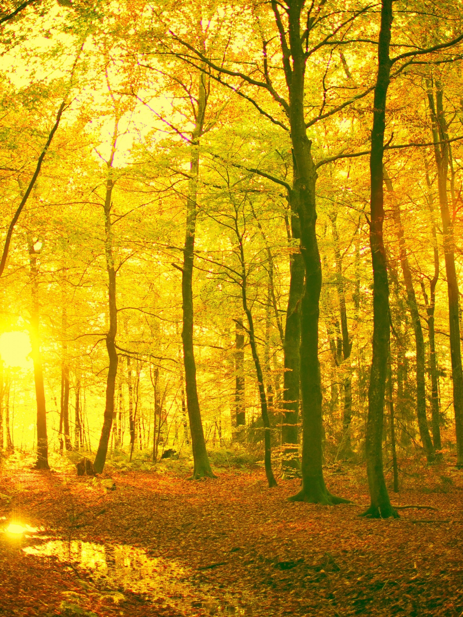 Sunlight In The Autumn Forest