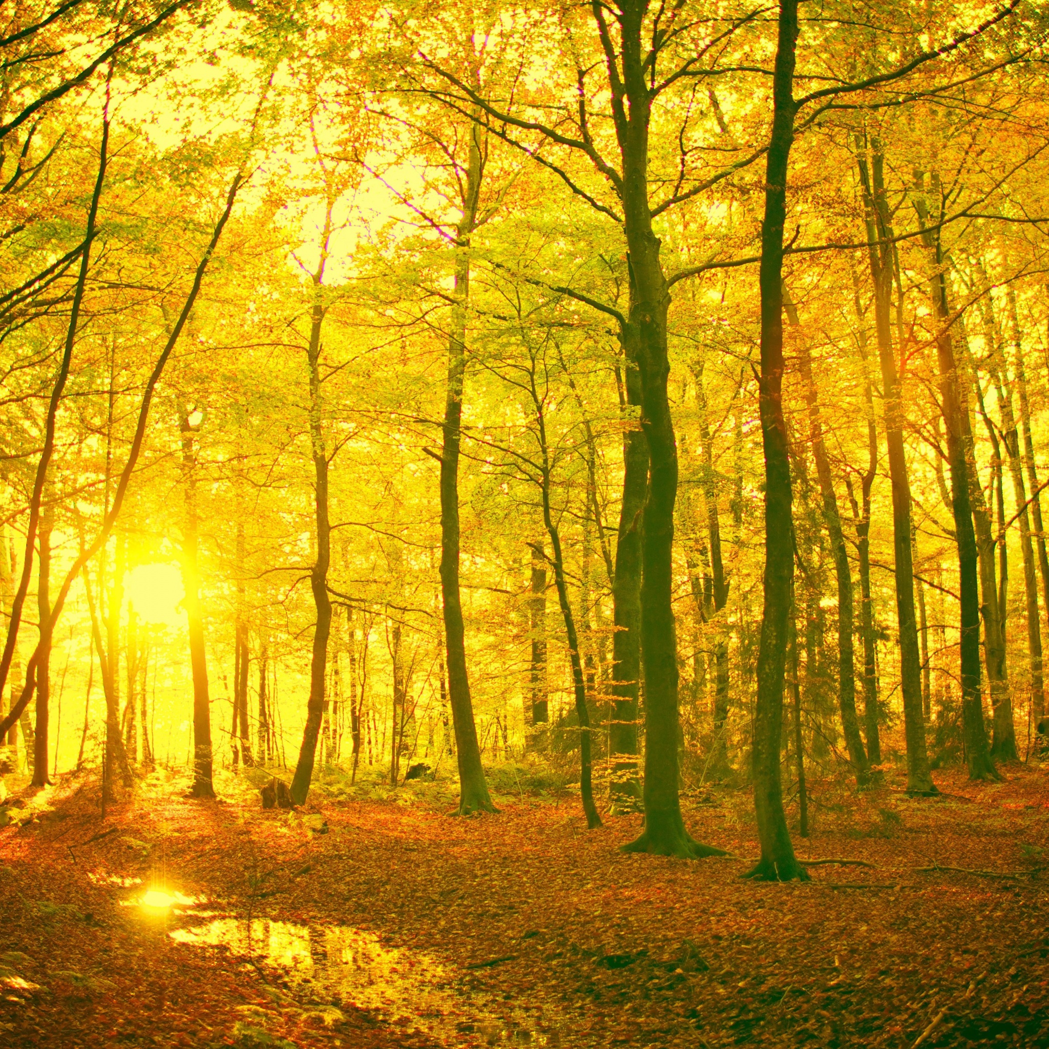 Sunlight In The Autumn Forest