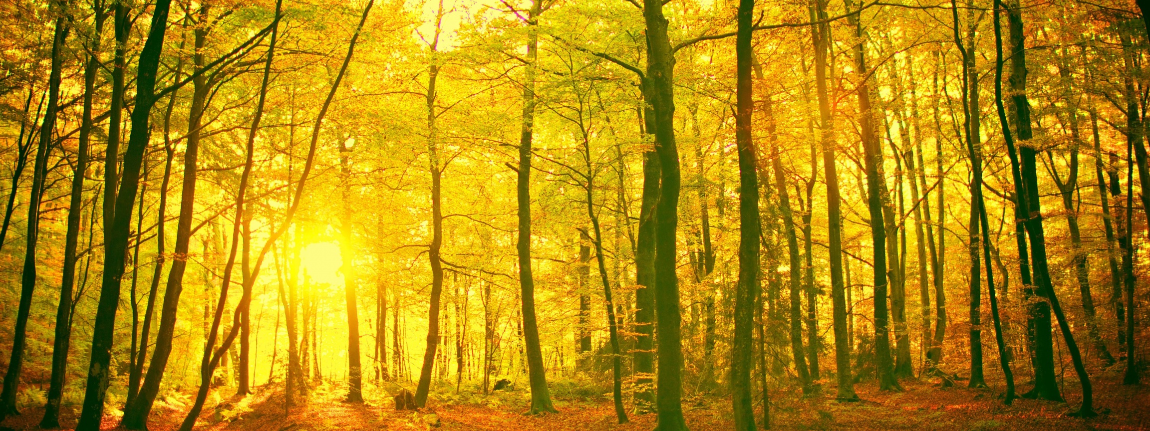 Sunlight In The Autumn Forest