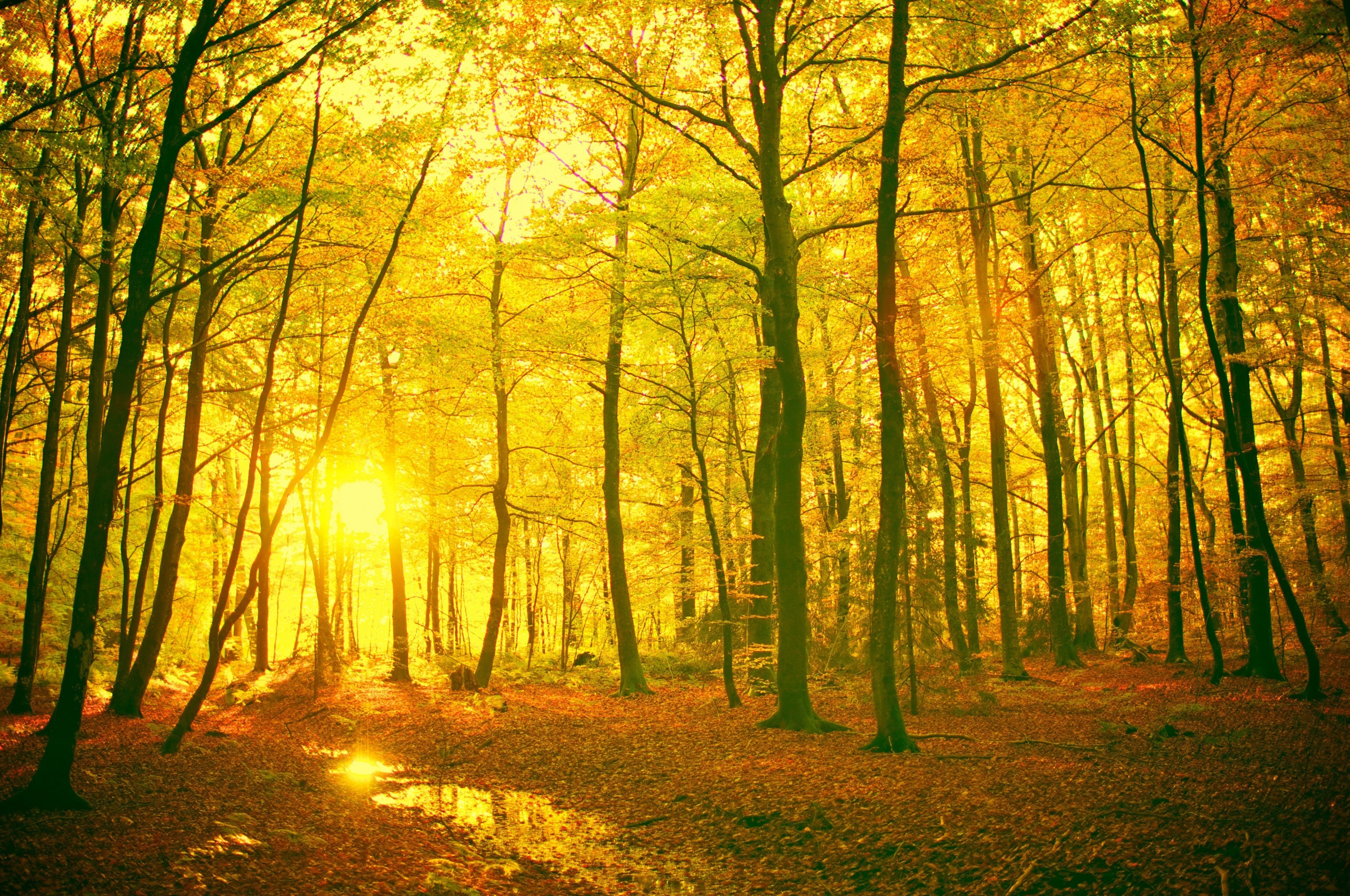 Sunlight In The Autumn Forest