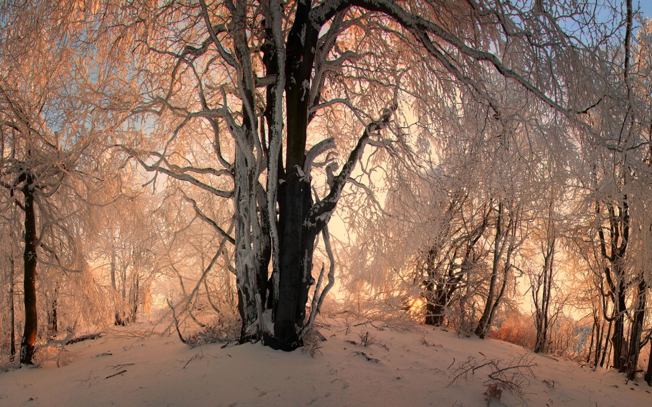 Sunlight In The Forest Under Snow