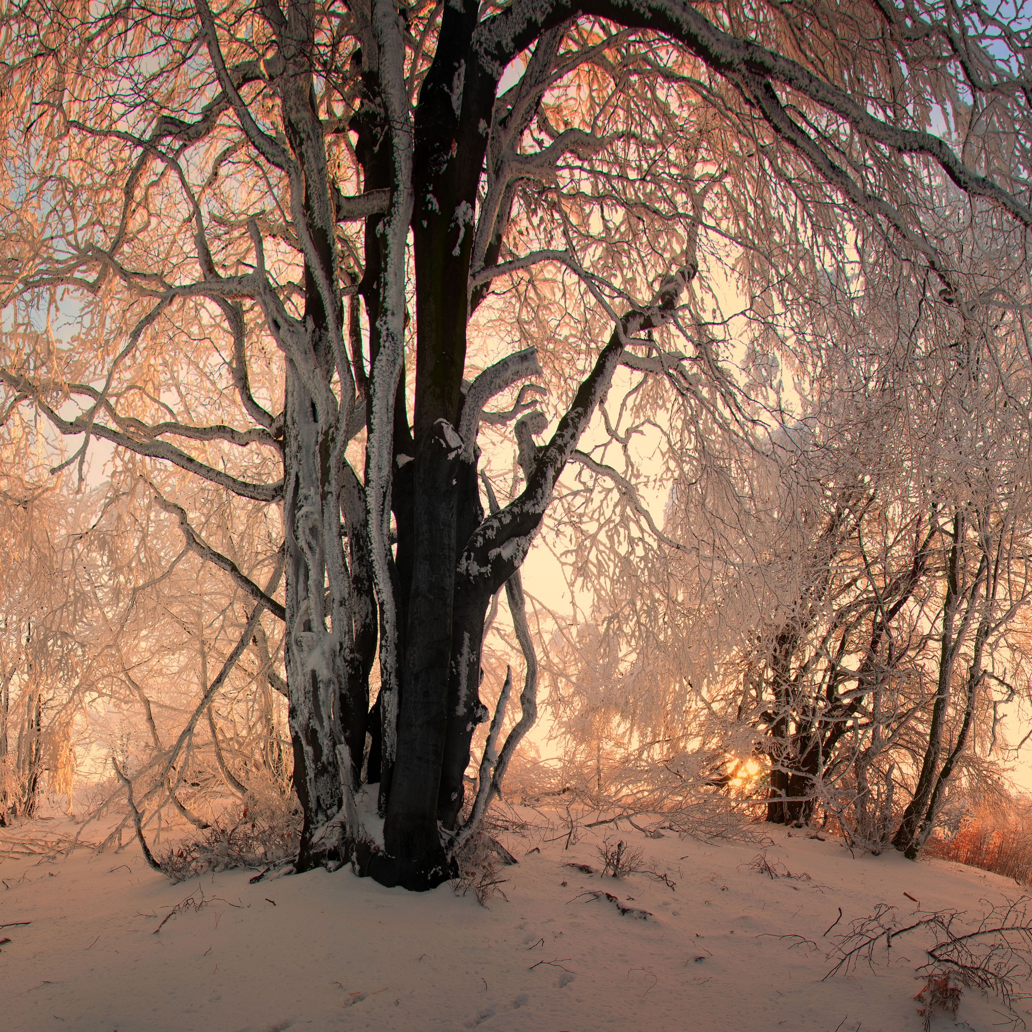 Sunlight In The Forest Under Snow