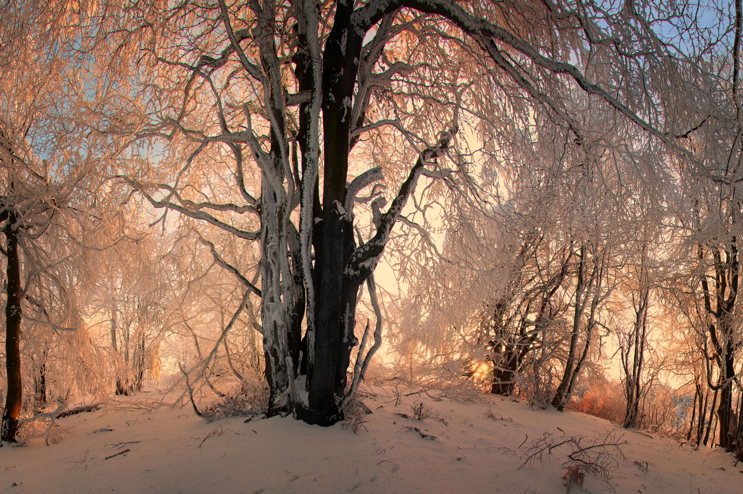 Sunlight In The Forest Under Snow