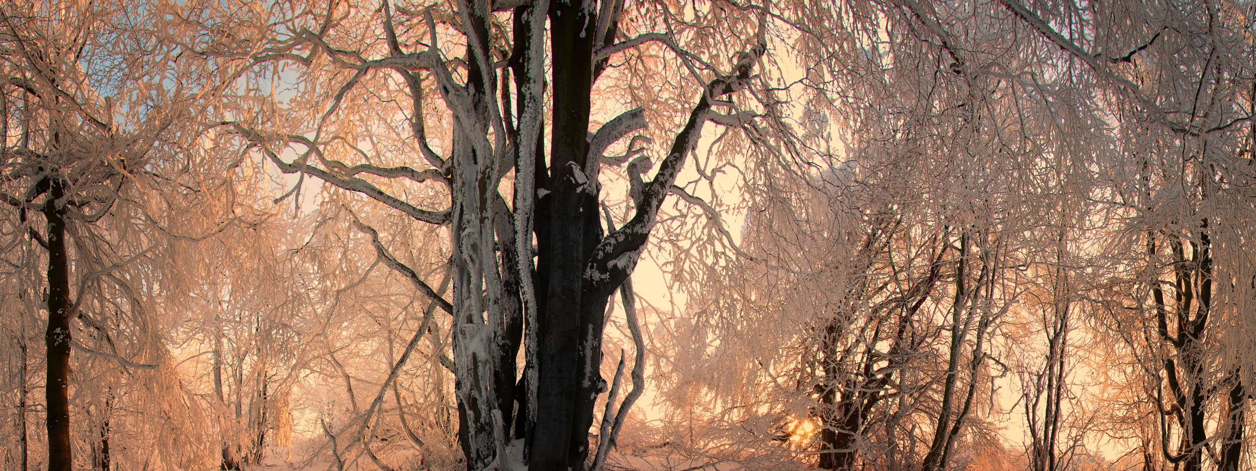 Sunlight In The Forest Under Snow