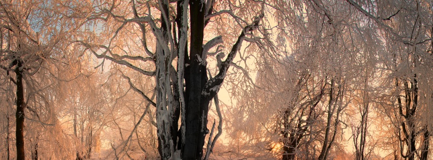 Sunlight In The Forest Under Snow