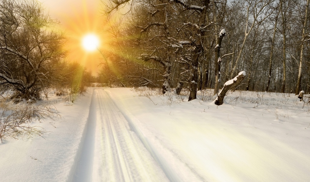 Sunset Through Snowy Woods