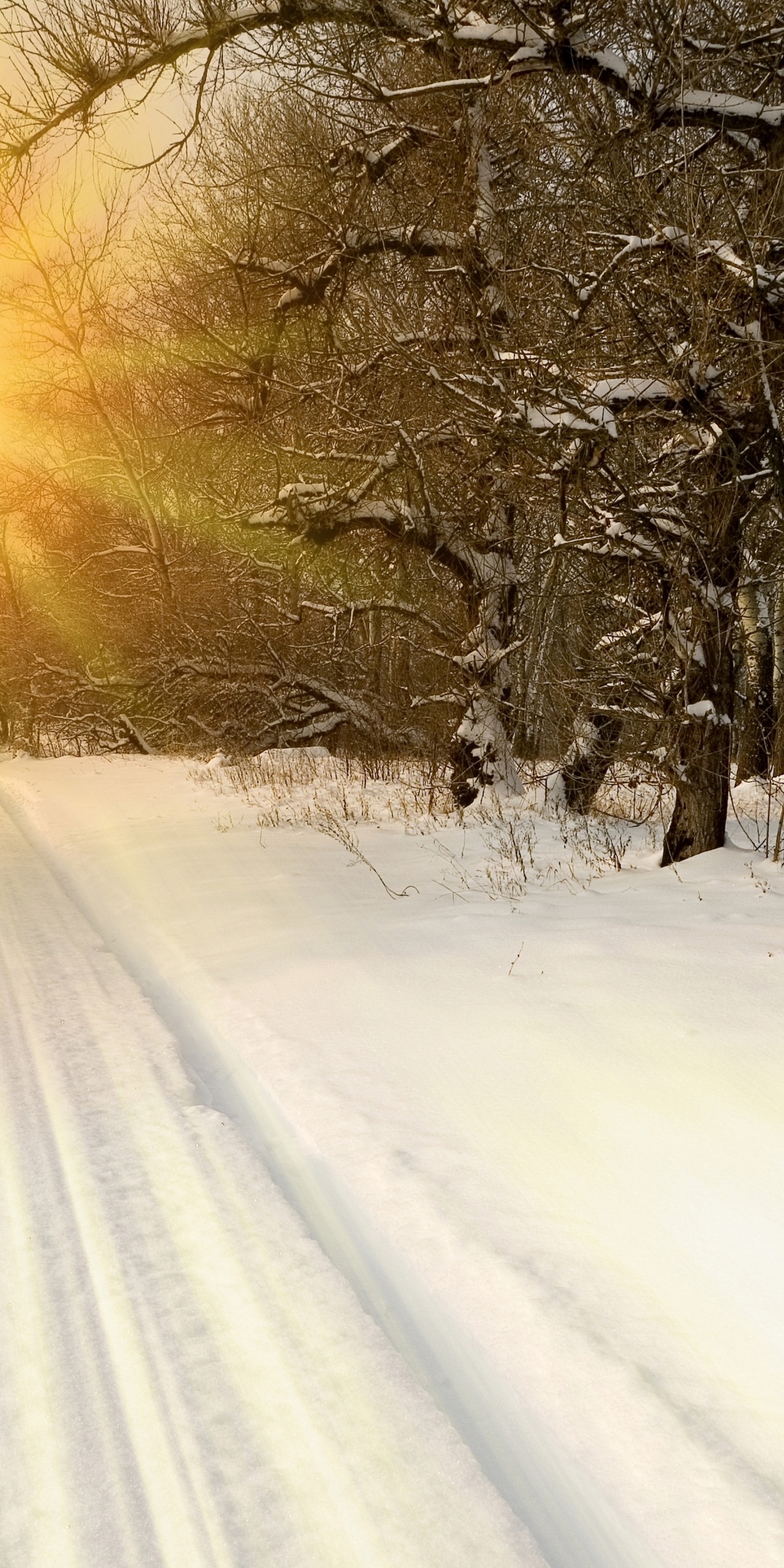 Sunset Through Snowy Woods