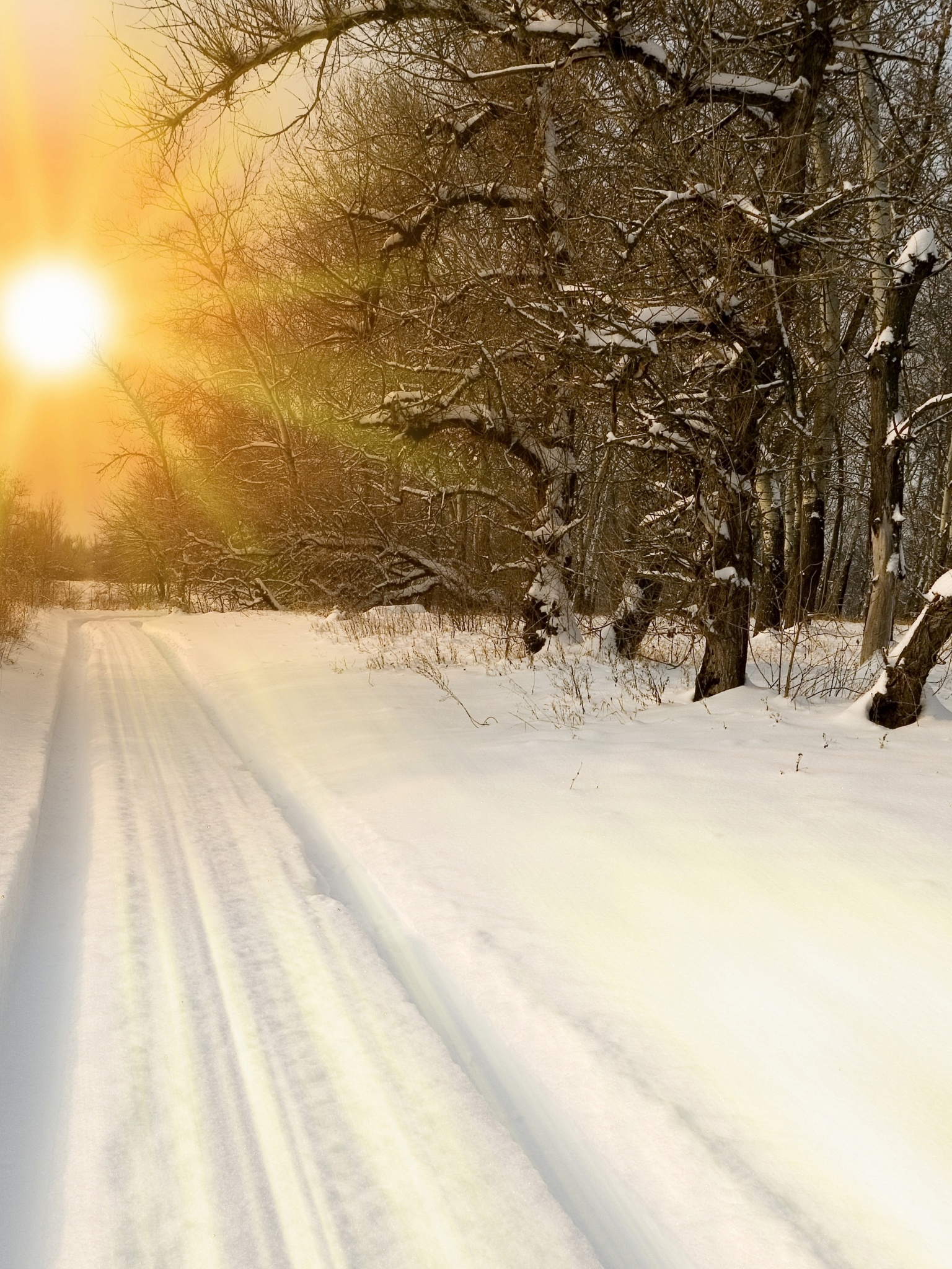 Sunset Through Snowy Woods