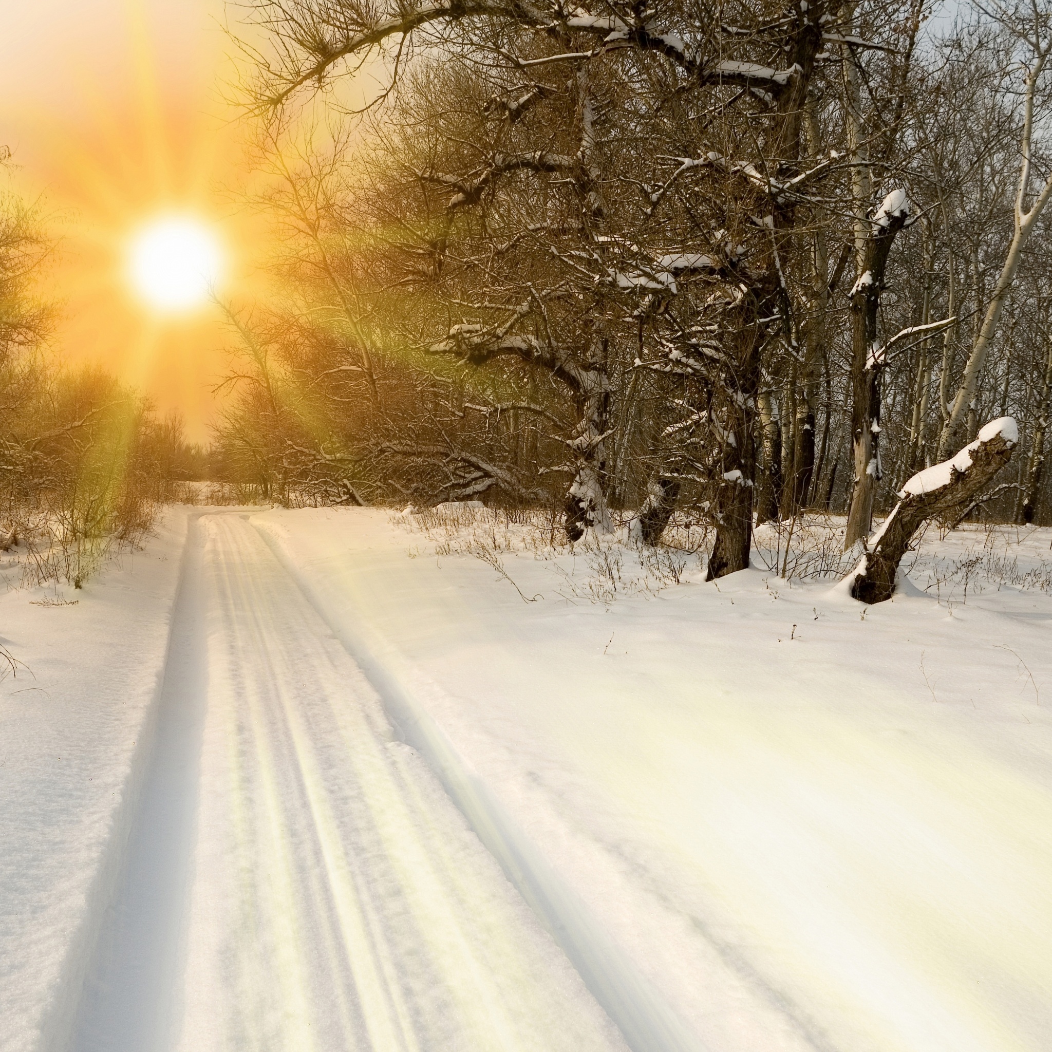 Sunset Through Snowy Woods