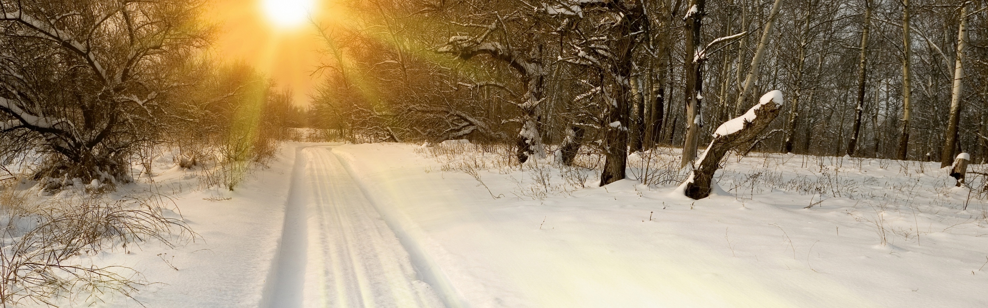 Sunset Through Snowy Woods