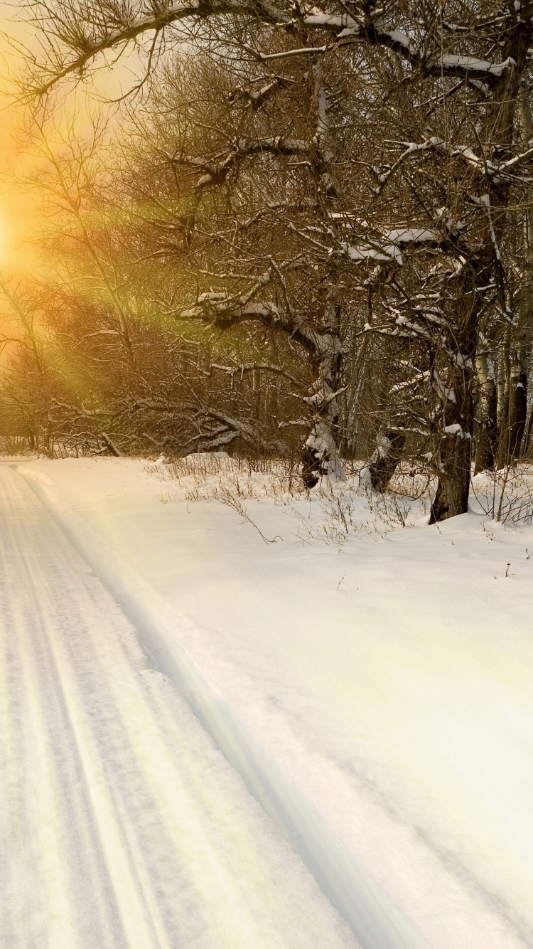 Sunset Through Snowy Woods