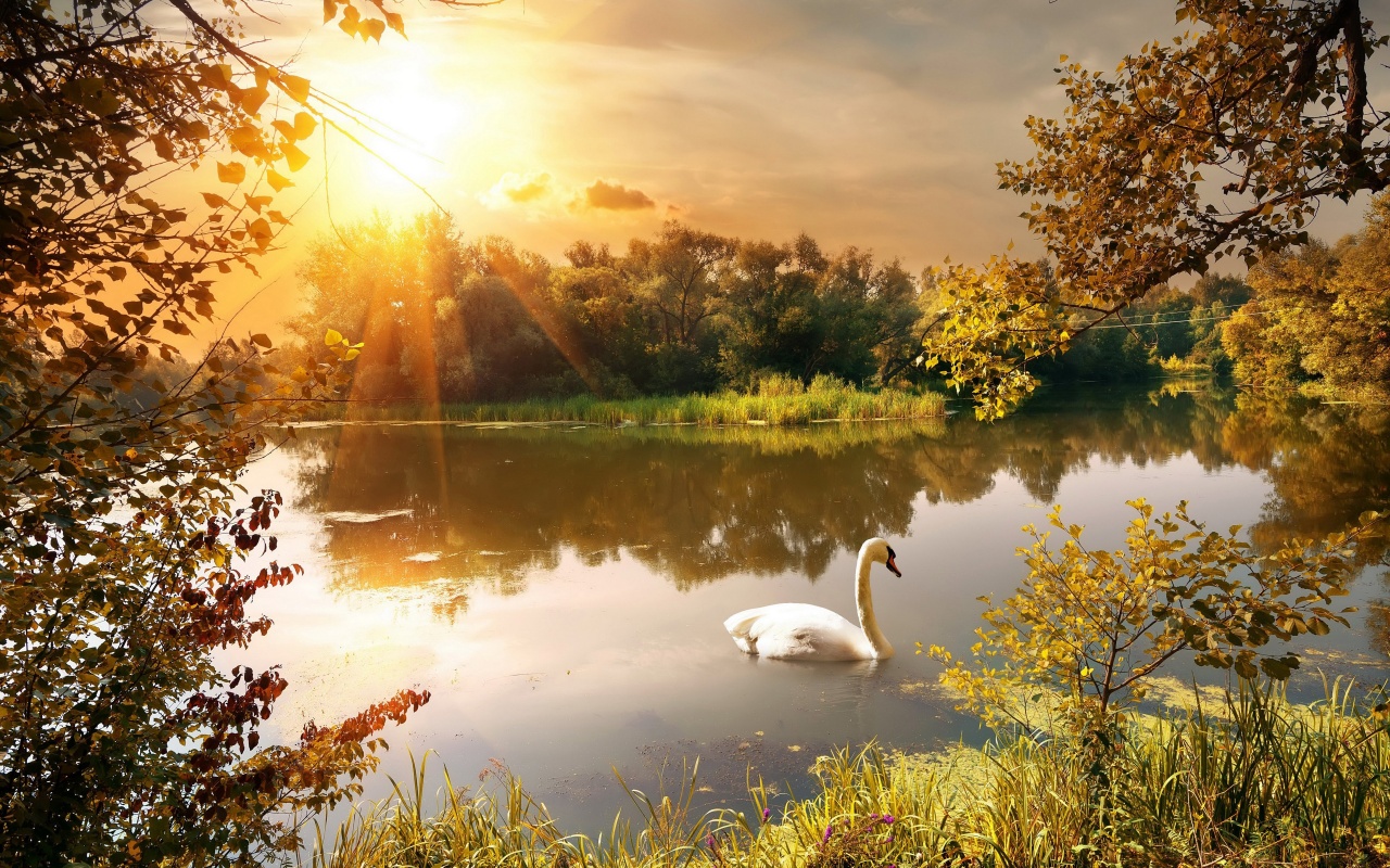 Swan On The Lake In Autumn