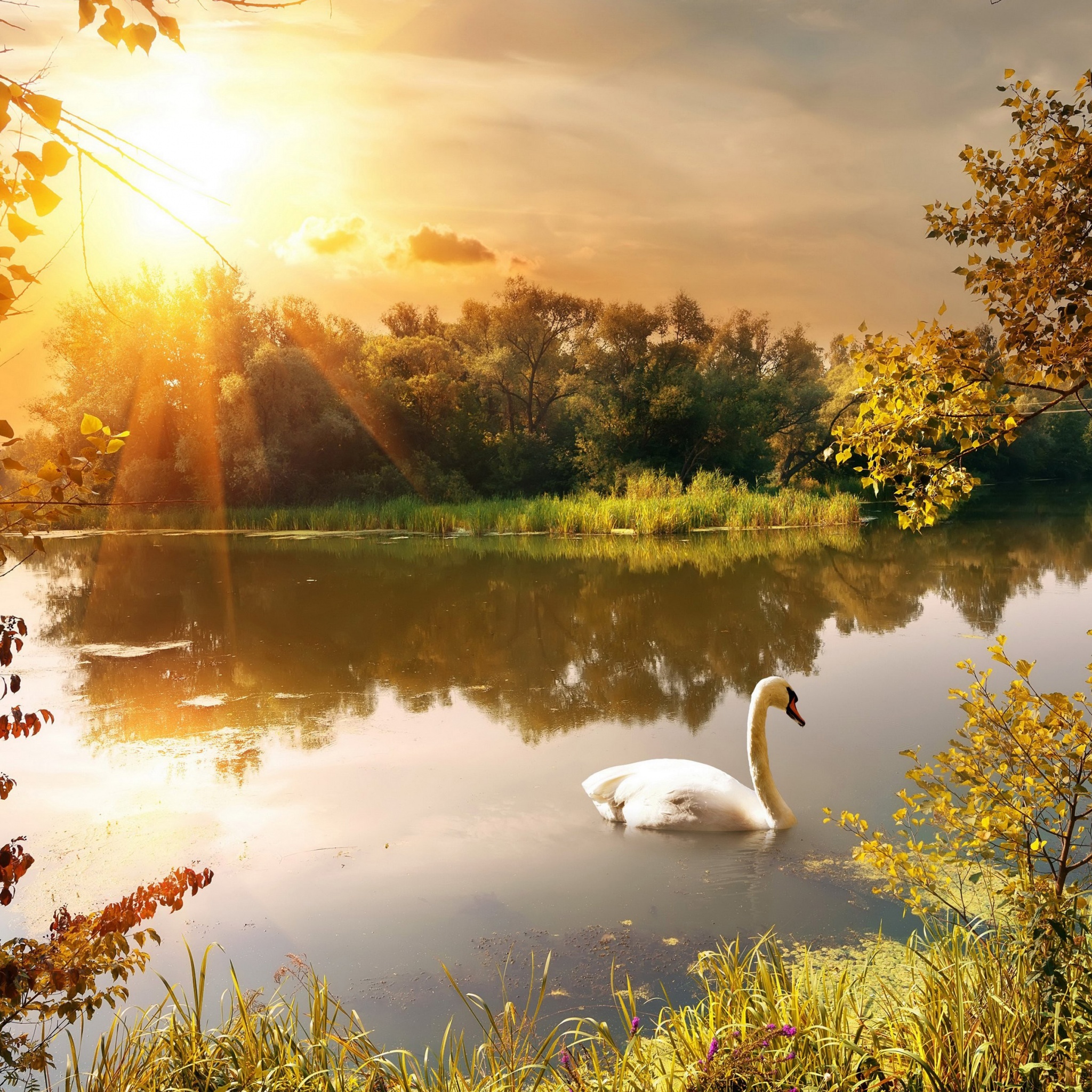 Swan On The Lake In Autumn