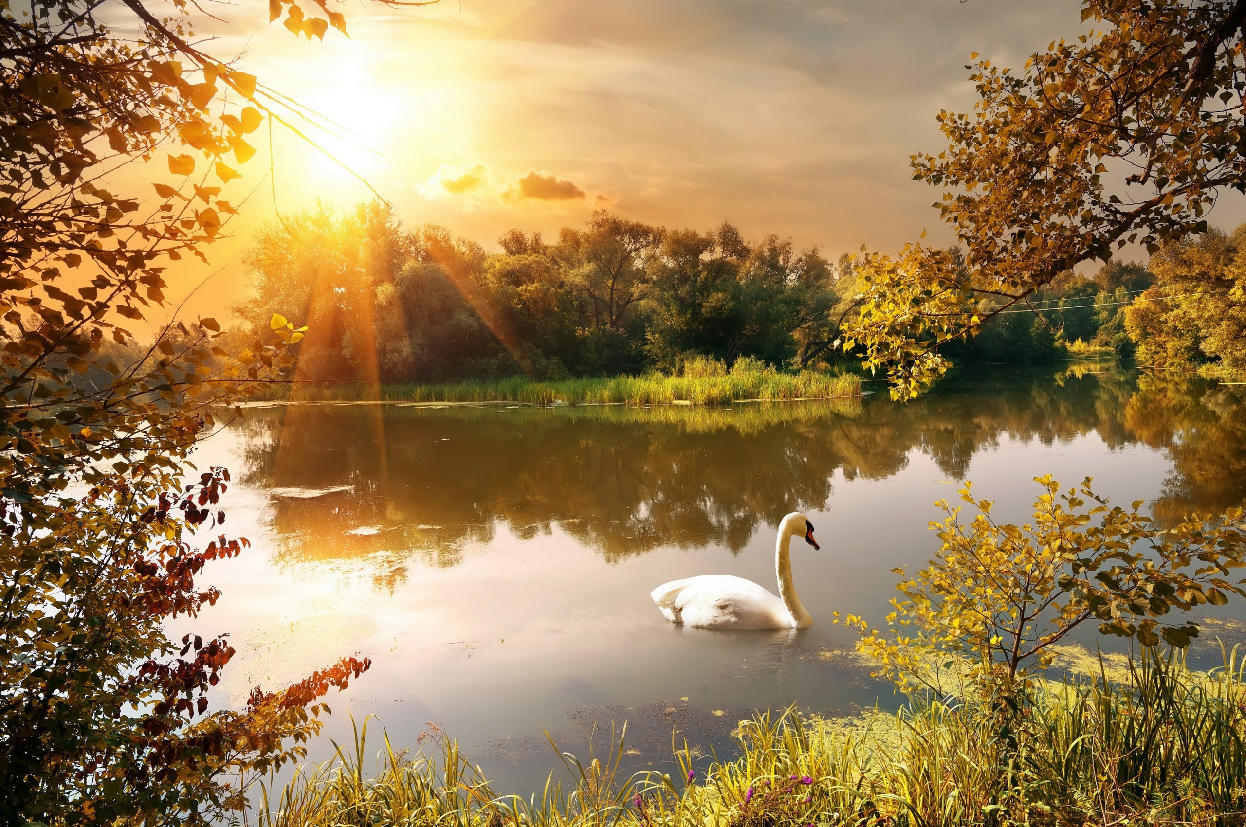 Swan On The Lake In Autumn