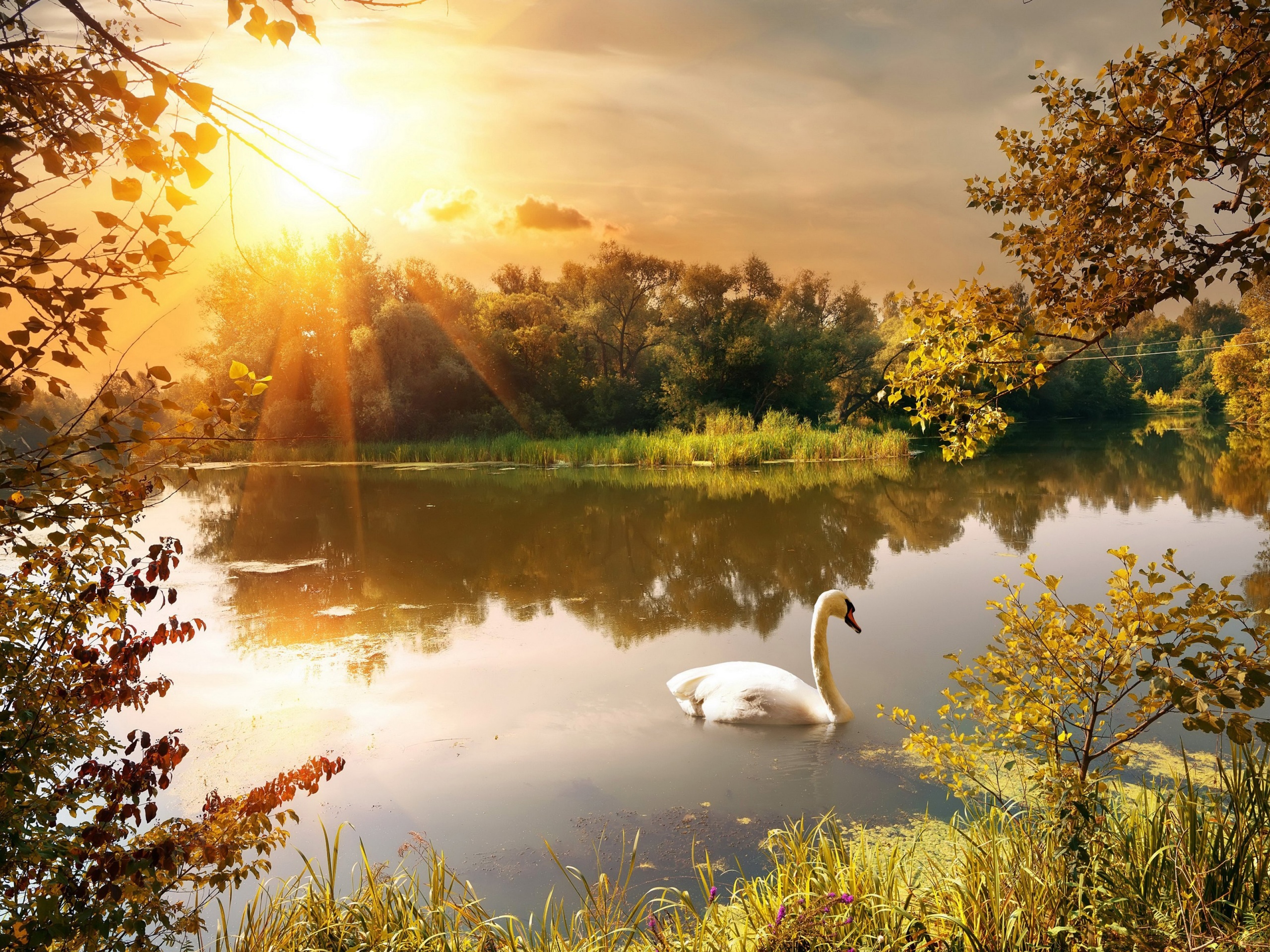 Swan On The Lake In Autumn