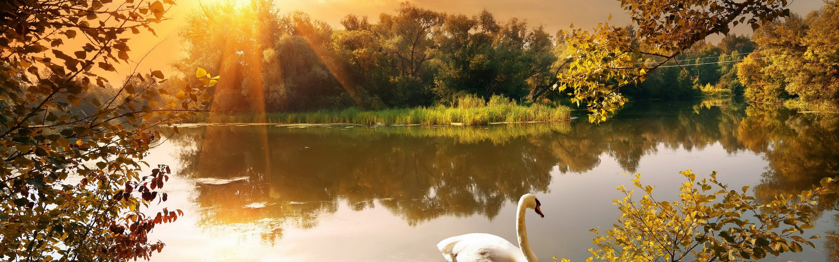 Swan On The Lake In Autumn