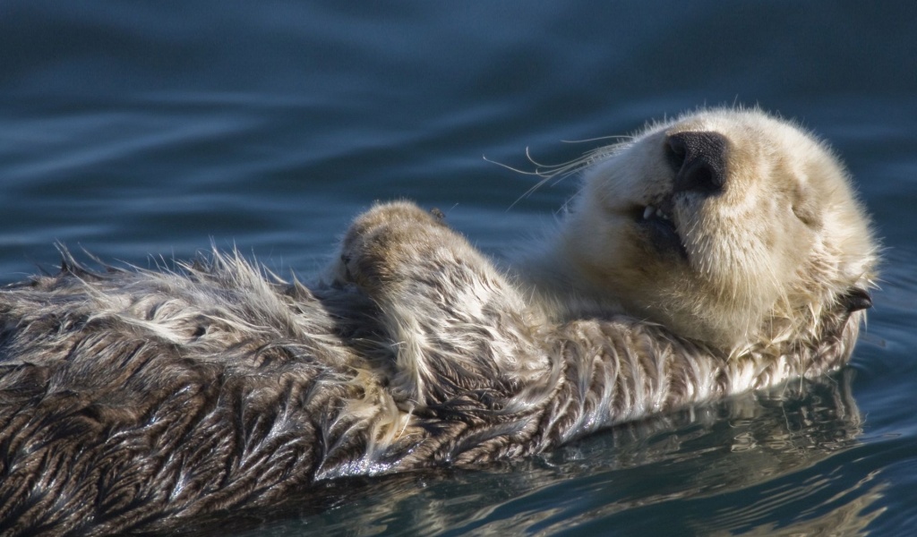 Swimming Badger