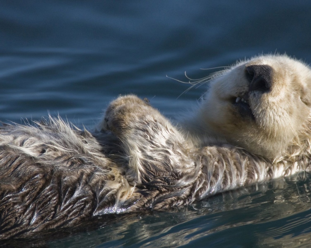 Swimming Badger