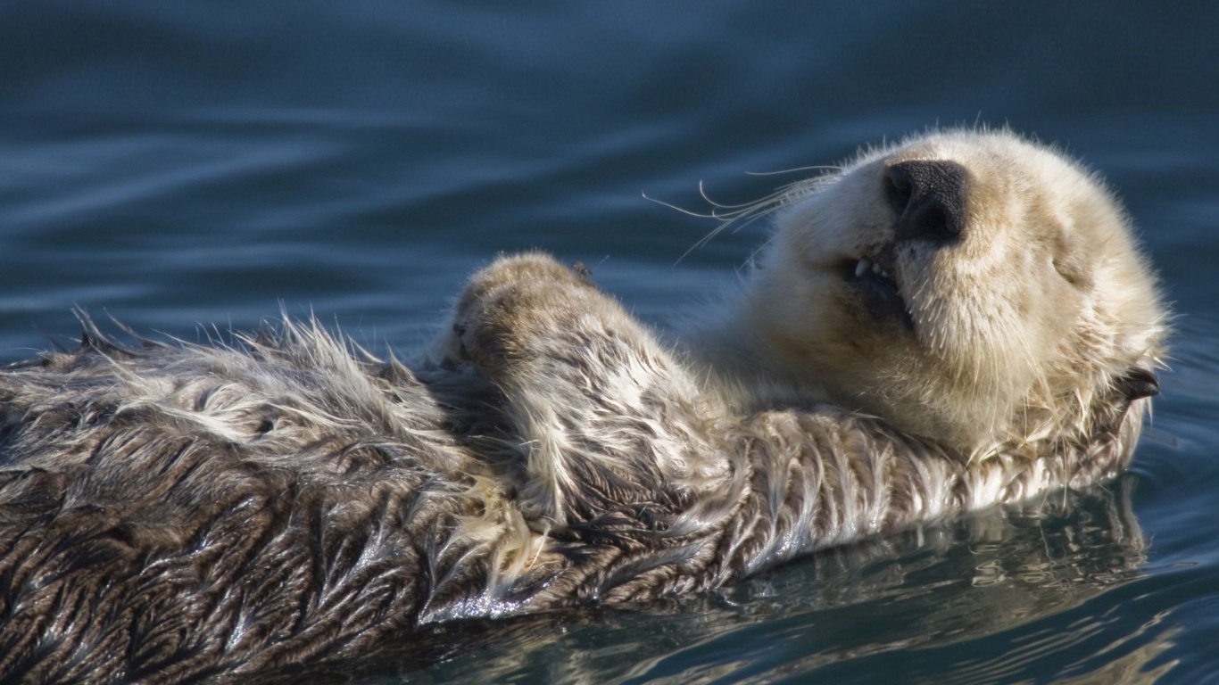 Swimming Badger