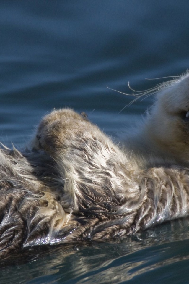 Swimming Badger