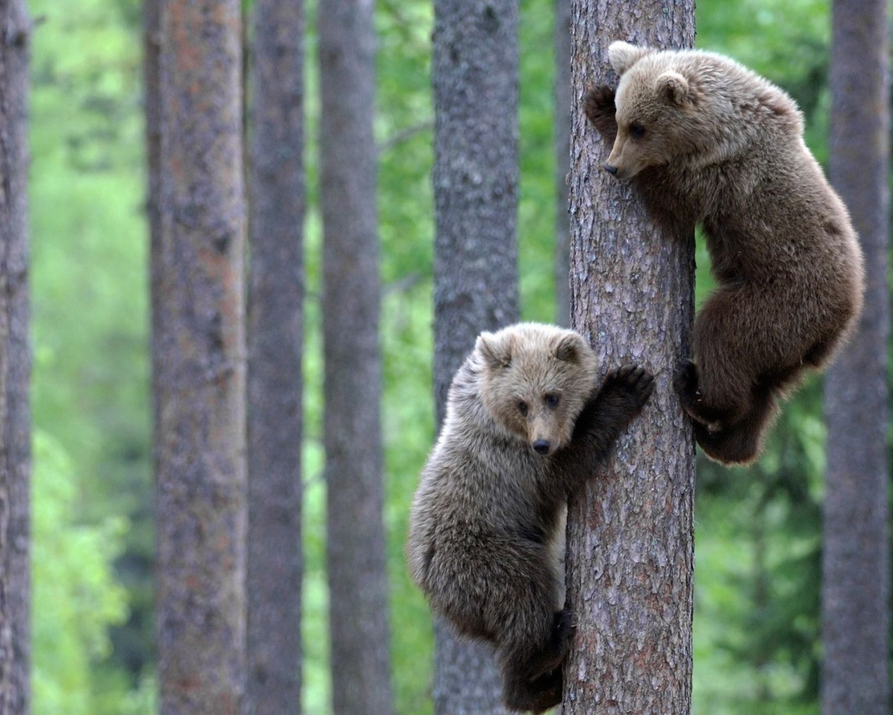 Teddy Bear Brothers