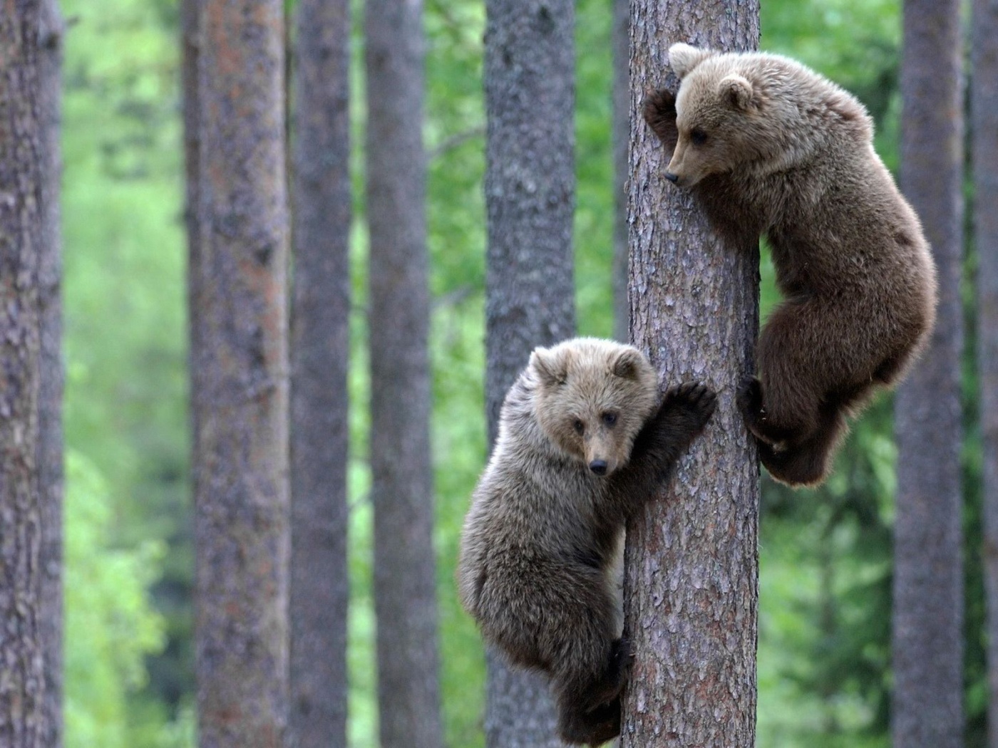 Teddy Bear Brothers