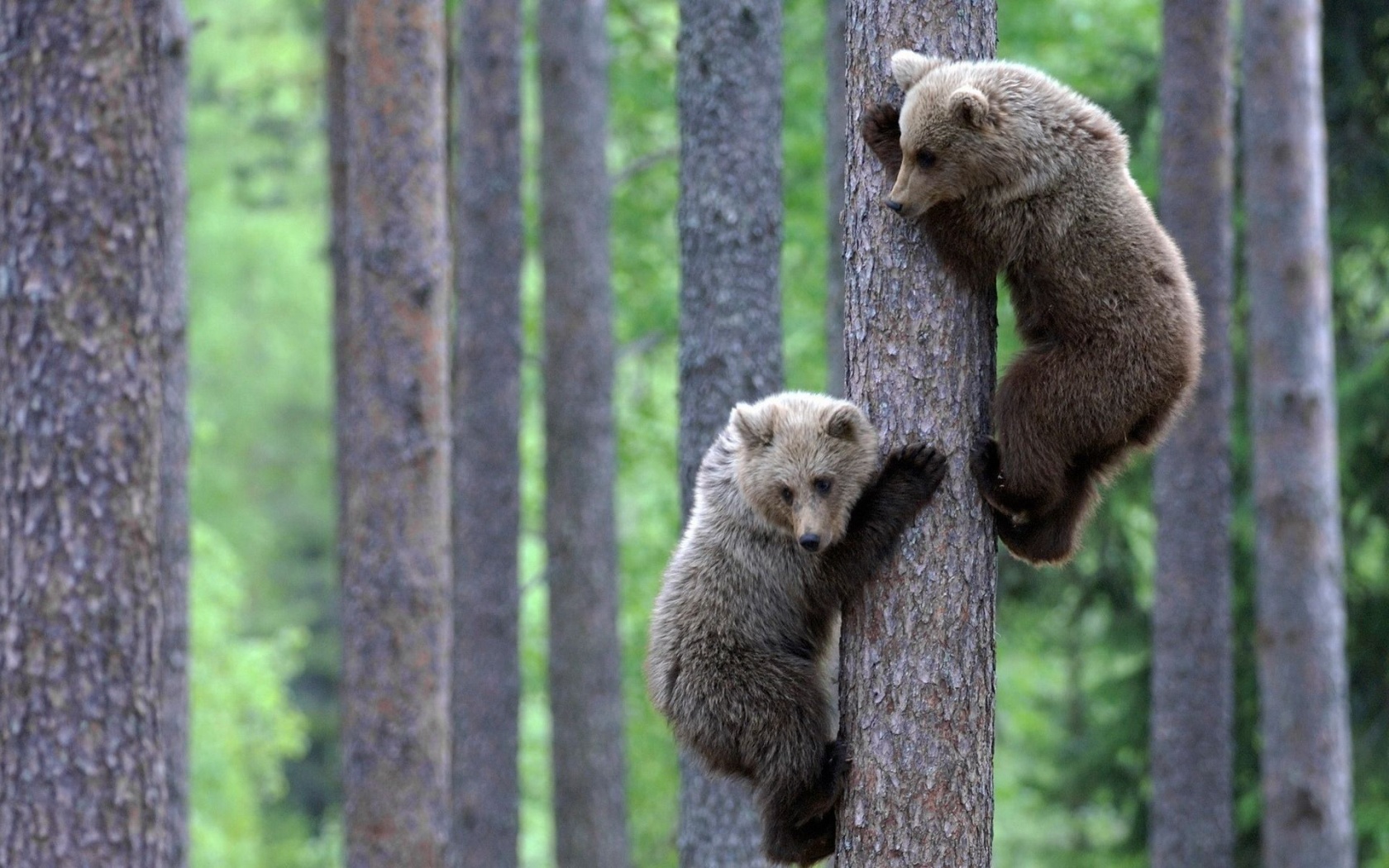 Teddy Bear Brothers