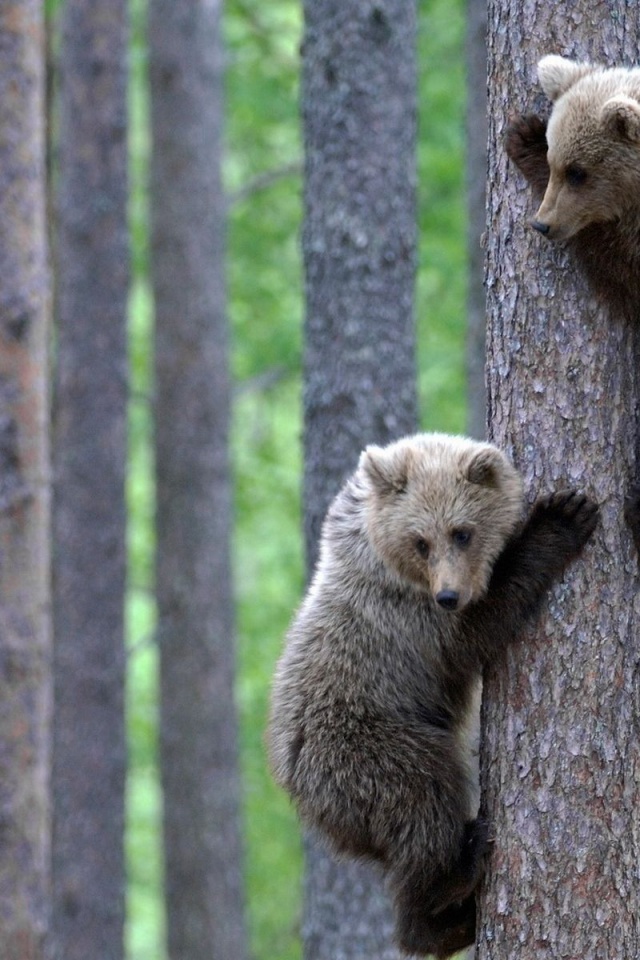 Teddy Bear Brothers