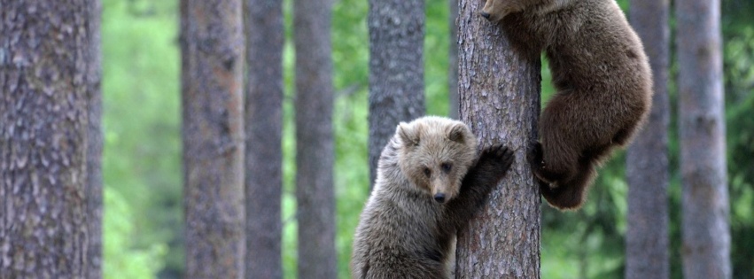 Teddy Bear Brothers