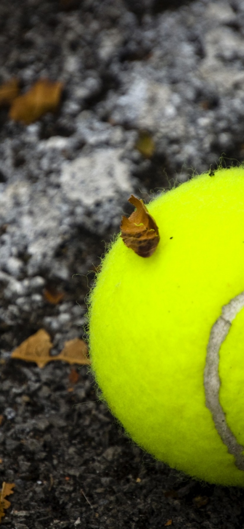 Tennis Ball