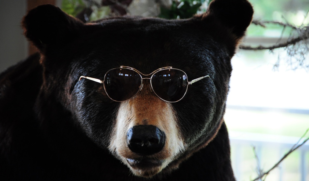 The Cool Bear