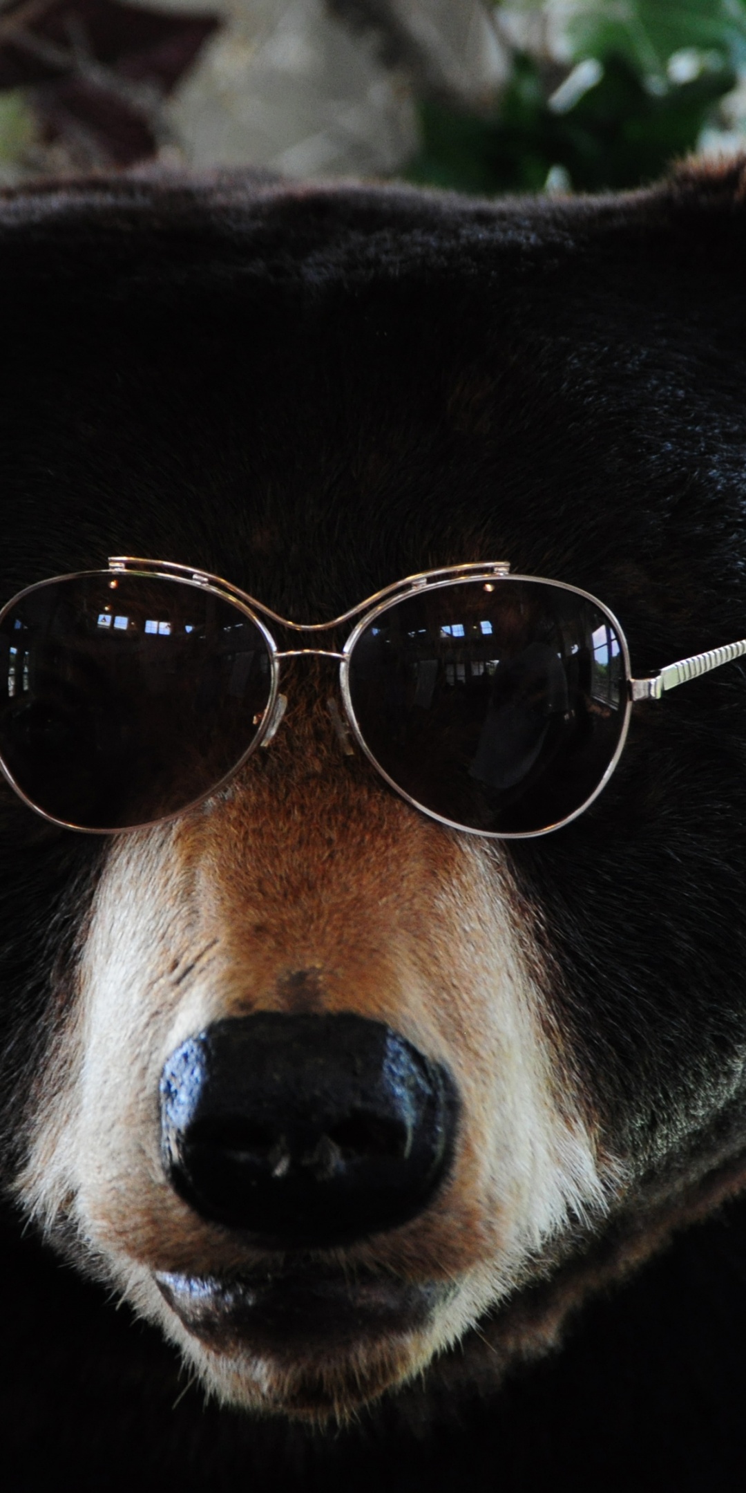 The Cool Bear