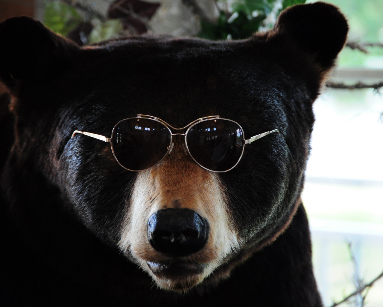 The Cool Bear